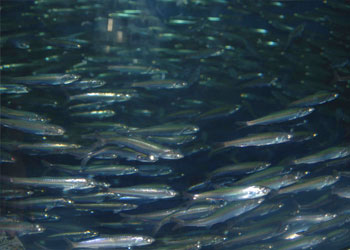 fishschool