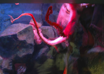 octopus