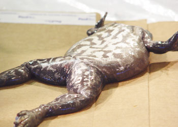 rawfrog